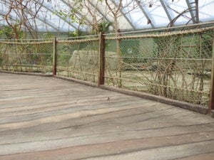 RVS staalkabels mangrove-verblijf Burgers Zoo